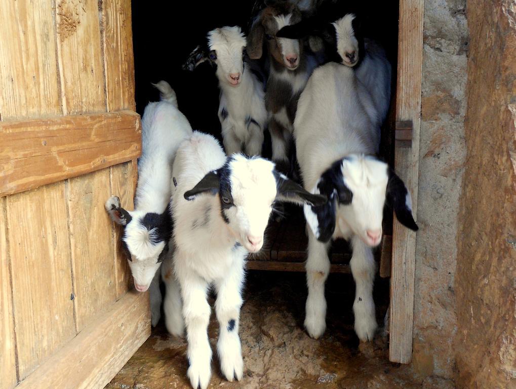 Nurazzolas Villaputzu Buitenkant foto